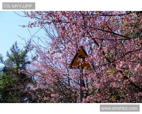 樱花盛宴与新泻天鹅的华丽对决展现青春与优雅的完美交融